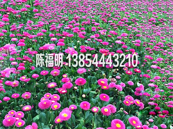 雛菊.jpg