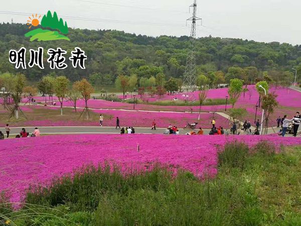 芝櫻花海