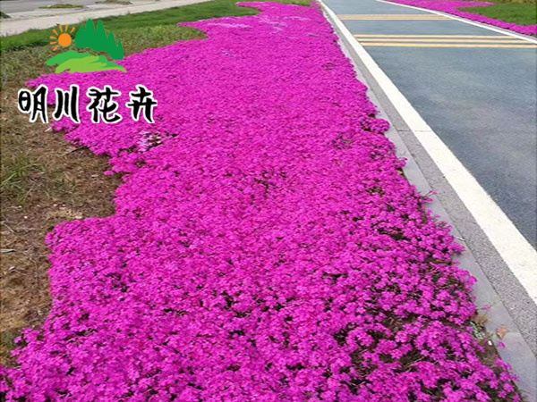 芝櫻花海